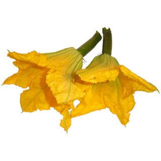 Zucchettiblüten