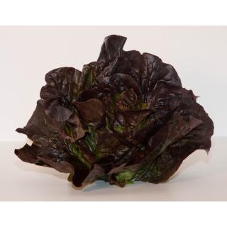 Kopfsalat rot
