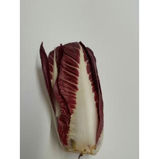 Ciccorino trevisano